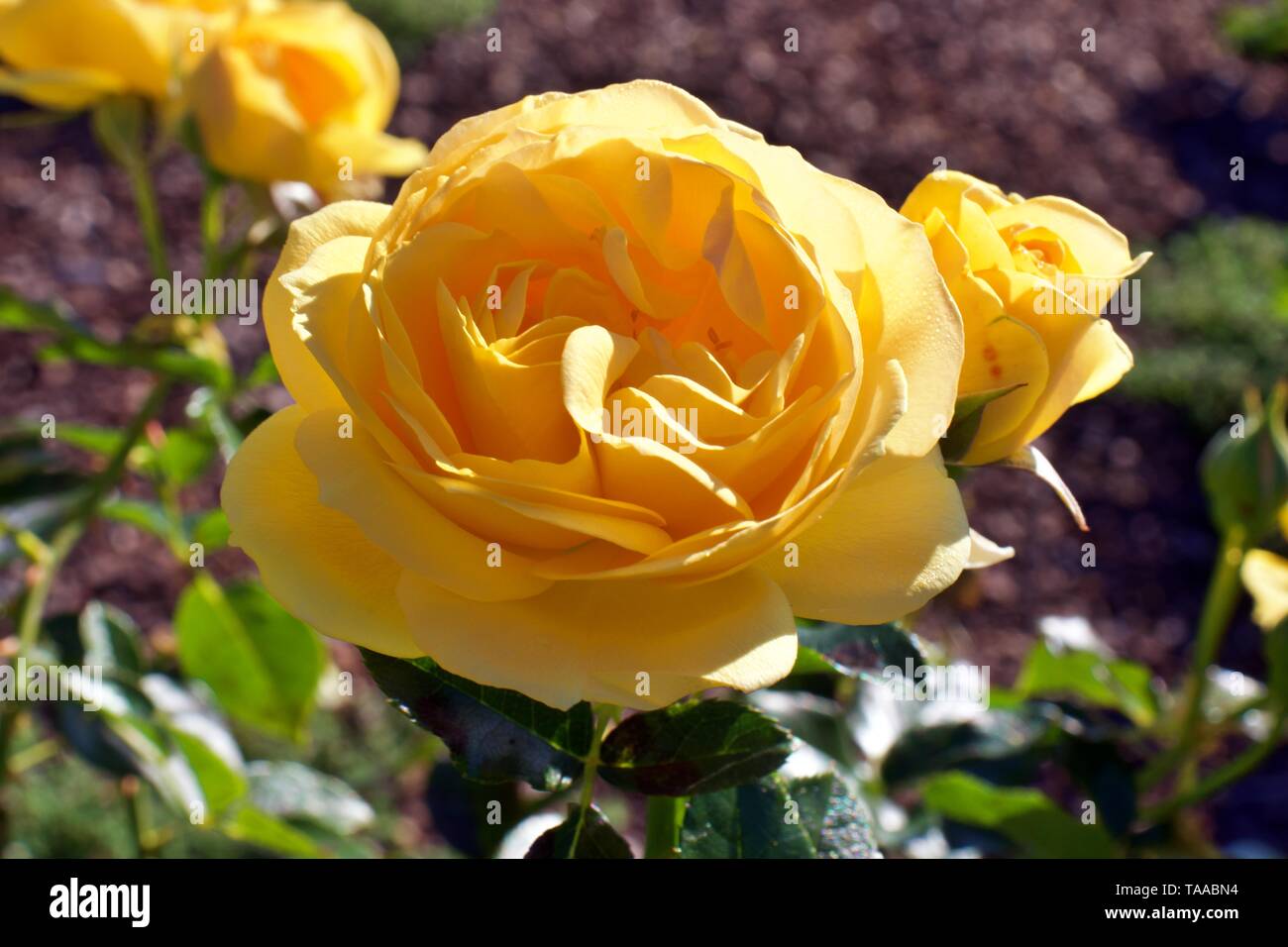 Rosa Hybride 'Graham Thomas', neue englische Strauch Rose (Gelb) Stockfoto Rosa Hybride 'Graham Thomas', neue englische Strauch Rose (Gelb) Stockfoto