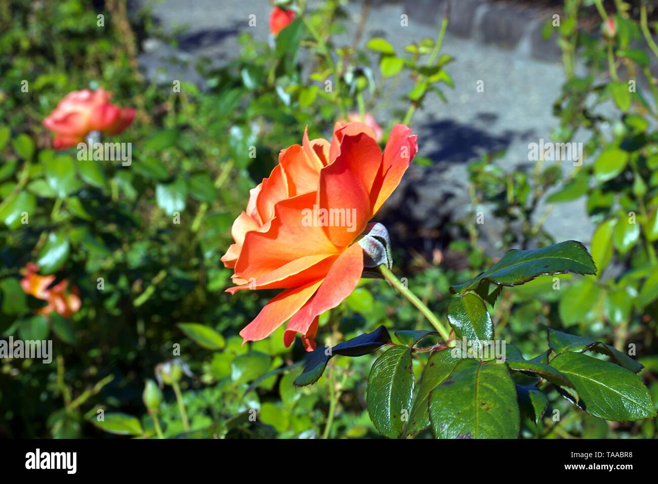 Westerland Kletterer, Strauch, Orange Rose auf Bush gegen grüne Blätter Hintergrund Stockfoto