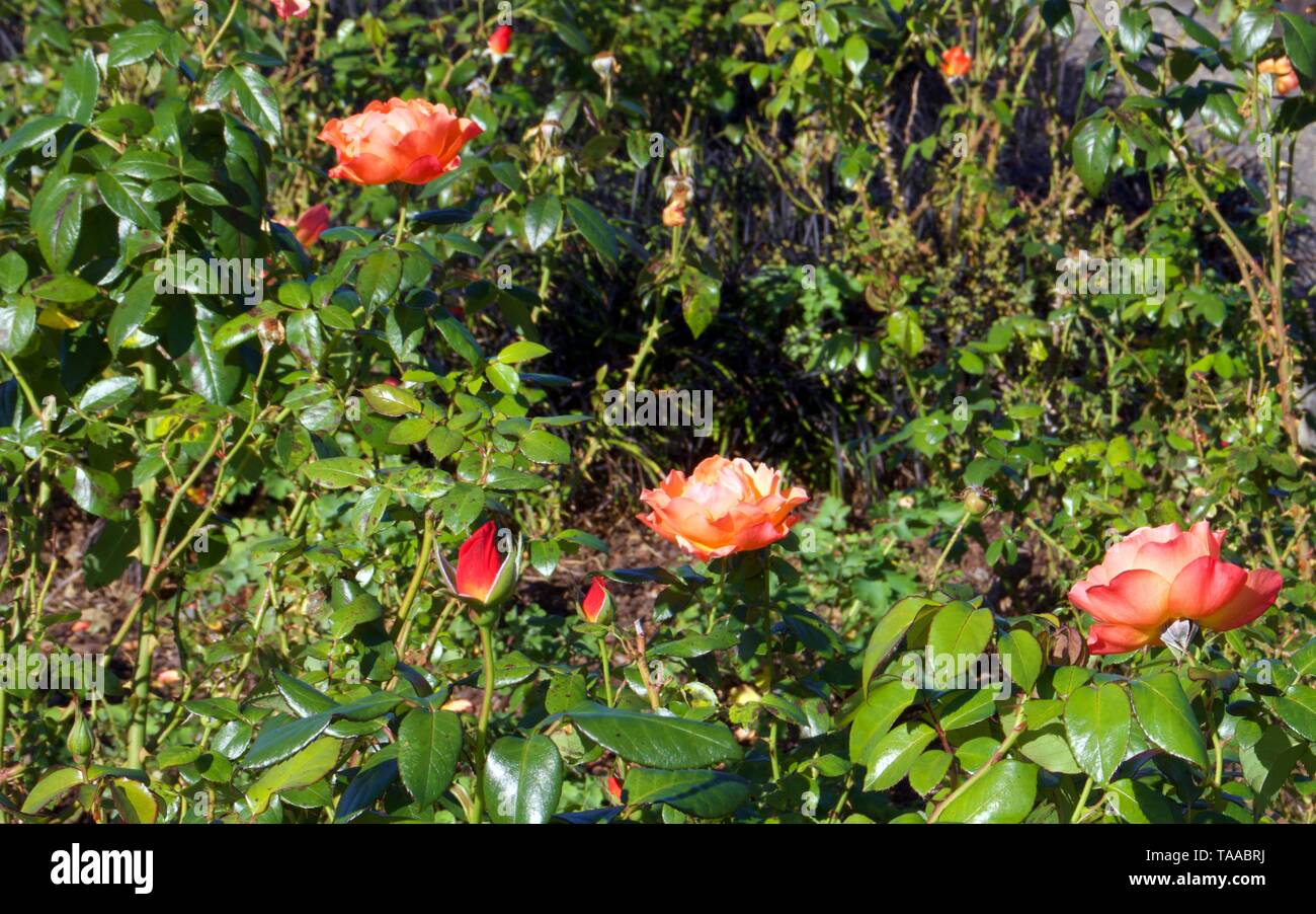 Westerland Kletterer, Strauch, Orange Rose auf Bush gegen grüne Blätter Hintergrund Stockfoto