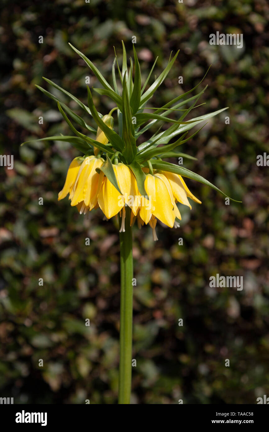 Ein schönes Exemplar einer gelben Kaiserkrone Fritillary, Fritillaria imperialis lutea. Stockfoto
