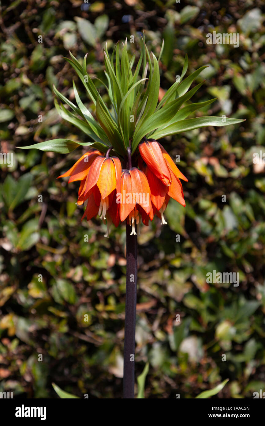 Ein prachtexemplar von einem Kaiserkrone Fritillary, Fritillaria imperialis, in Edinburgh, Schottland, UK fotografiert. Stockfoto