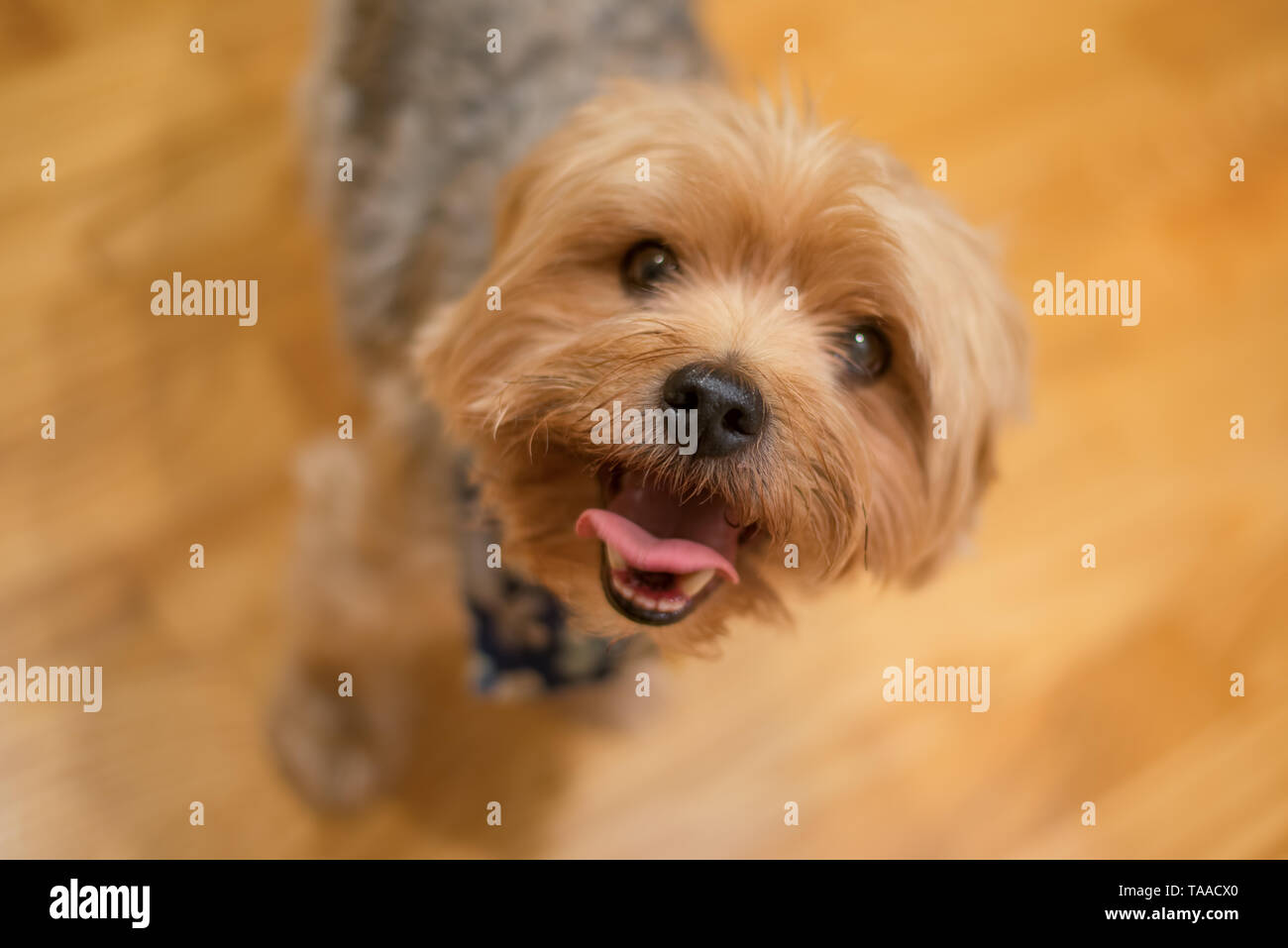 Yorkshire Terrier Portrait - reine Rasse - große individuelle Stockfoto