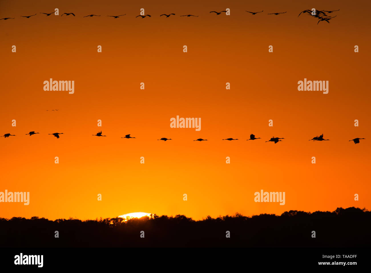 Kanadakraniche im Flug beleuchtete Silhouette mit goldenen gelb und orange sky bei Dämmerung, Sonnenuntergang im Herbst Migration an den Crex wiesen Wildtiere sind Stockfoto