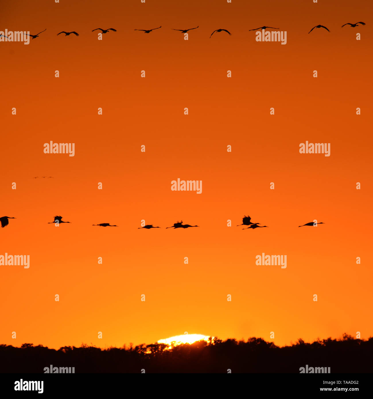 Kanadakraniche im Flug beleuchtete Silhouette mit goldenen gelb und orange sky bei Dämmerung, Sonnenuntergang im Herbst Migration an den Crex wiesen Wildtiere sind Stockfoto