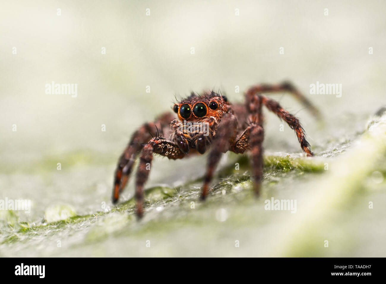 Rote Mini Spinnen Auf Der Terrasse Kleine rote spinnen -Fotos und -Bildmaterial in hoher Auflösung – Alamy