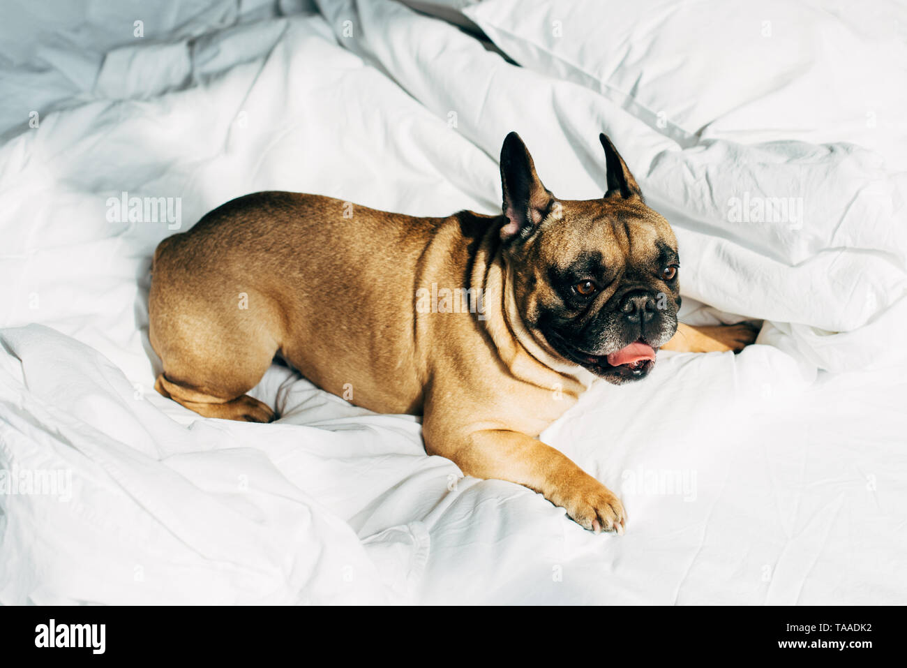 Süße französische Bulldogge liegen auf weiße Bettwäsche in modernes  Schlafzimmer Stockfotografie - Alamy