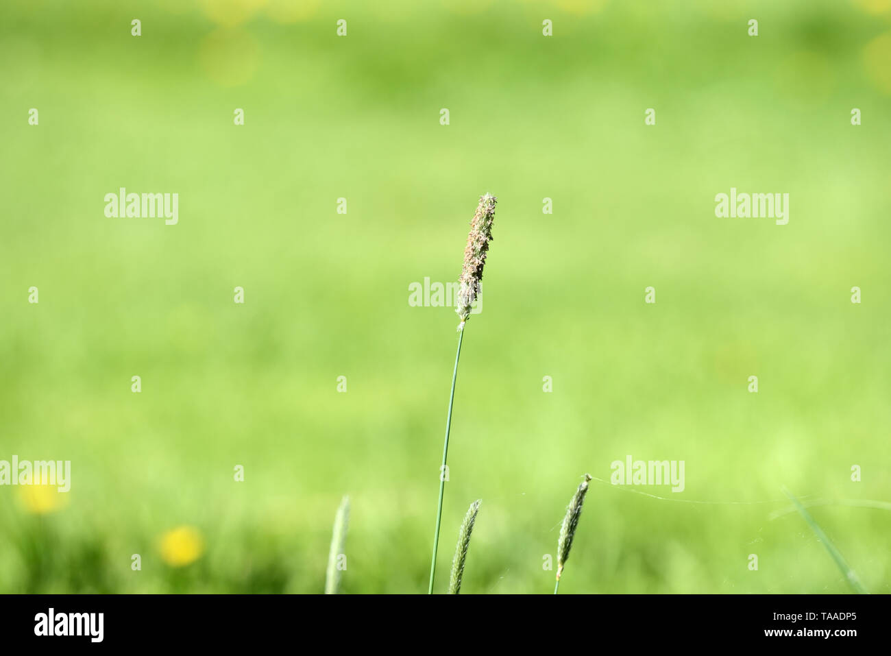 Langes Gras im Sommer auf der Wiese an einem sonnigen Tag close up Stockfoto