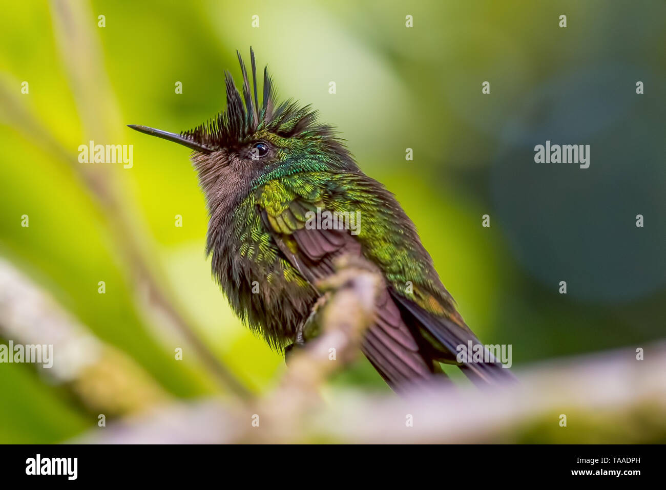 Antillean Crested Kolibri in Wald in Dominica genommen, bevor Hurrikan Maria Zerstörung Stockfoto