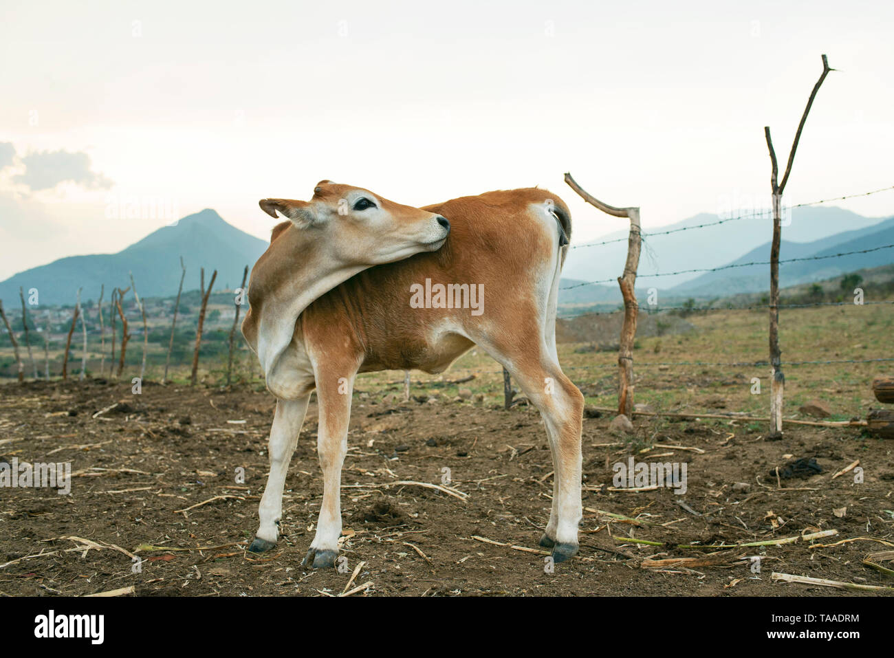 Ein Kalb oder färse (junge Kuh) seinen Kopf nach hinten kippen. Brahman Rinder Viehbestand und Tierhaltung auf einem Bauernhof der Familie. Teotitlan del Valle, Mexiko Stockfoto