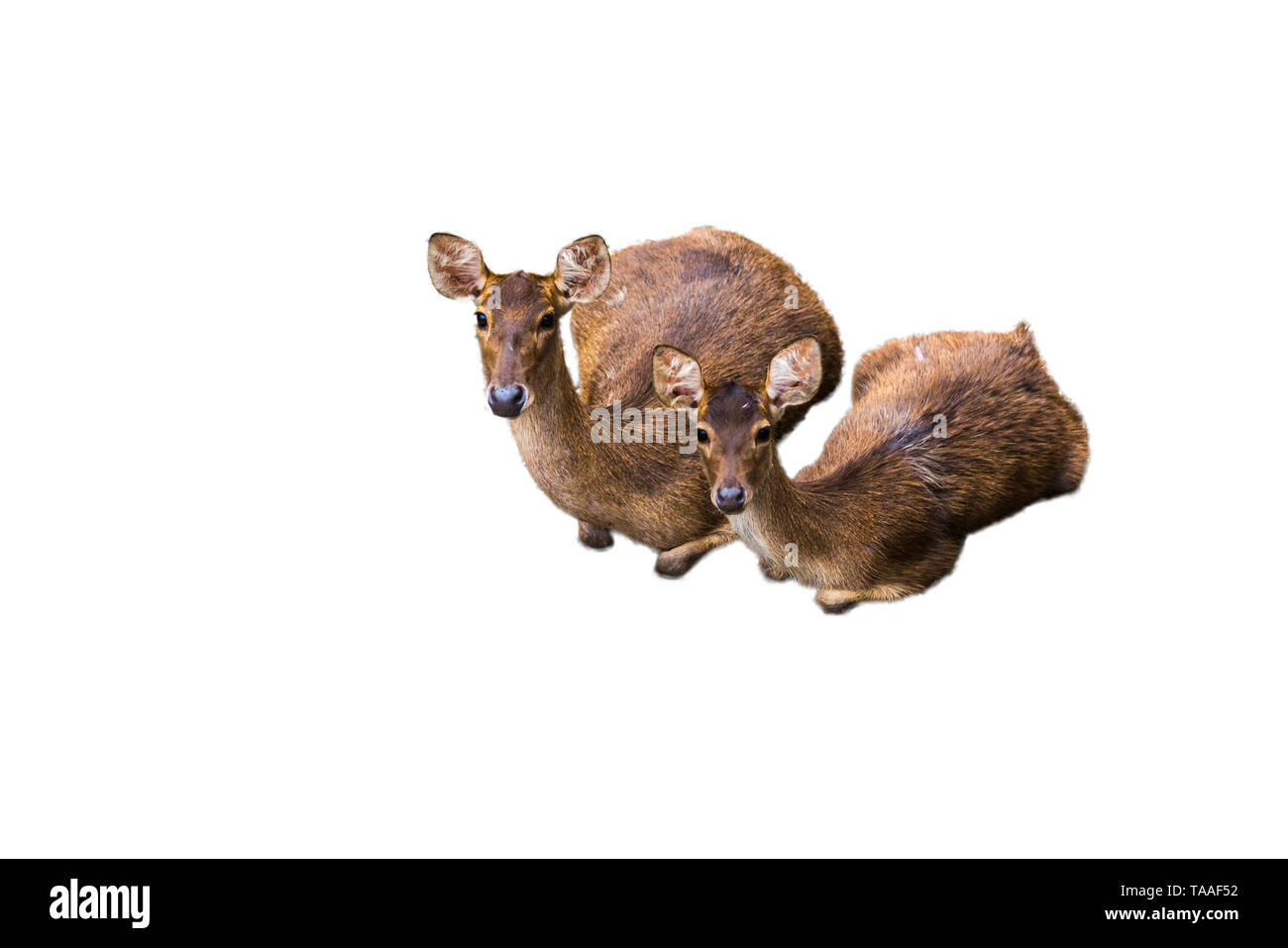 Reh Bilder auf einem weißen Hintergrund haben unterschiedliche Verben. Stockfoto