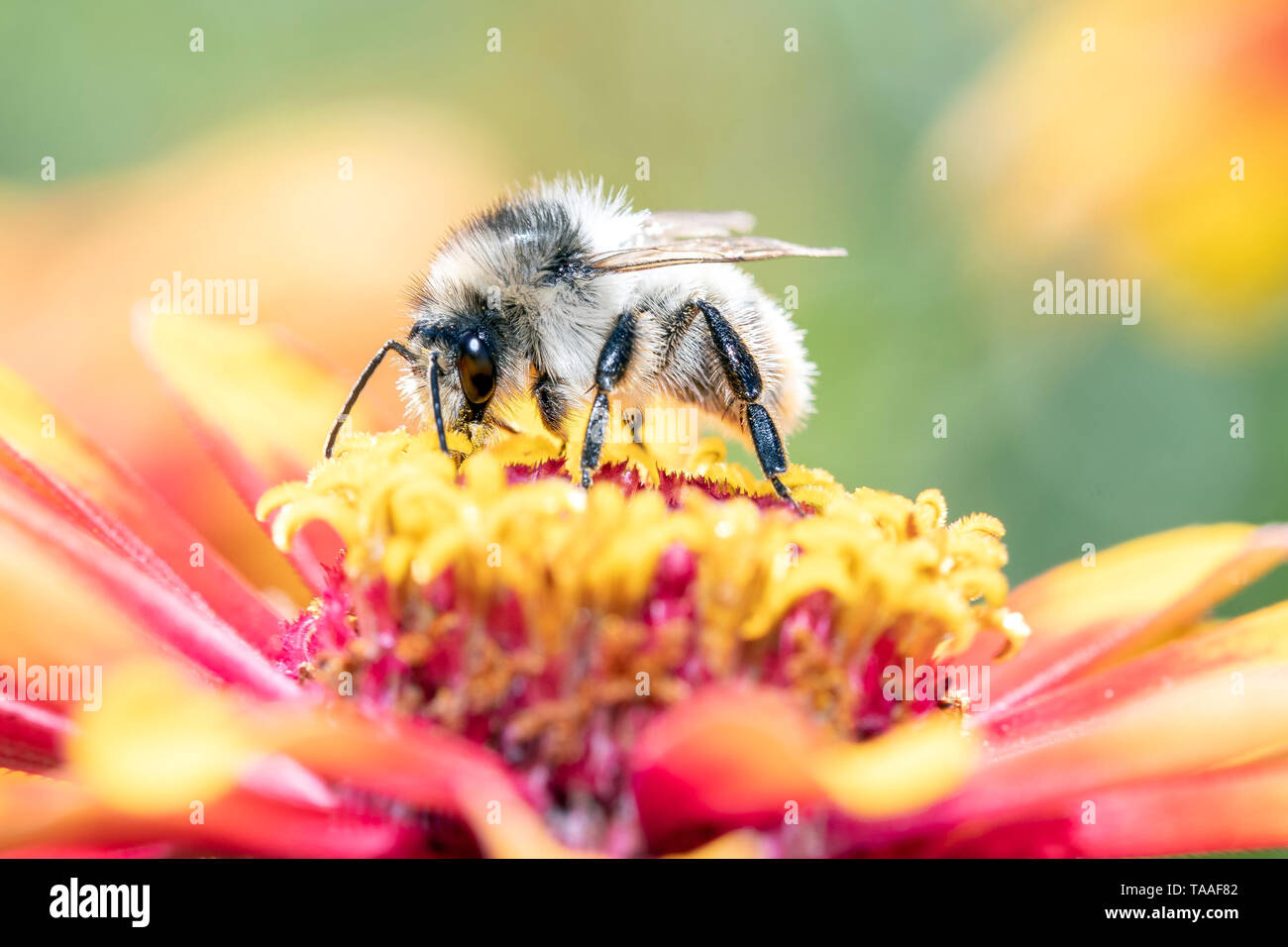 Davies' Colletes - wilde Biene - Colletes daviesanus pollinates Blüte Stockfoto