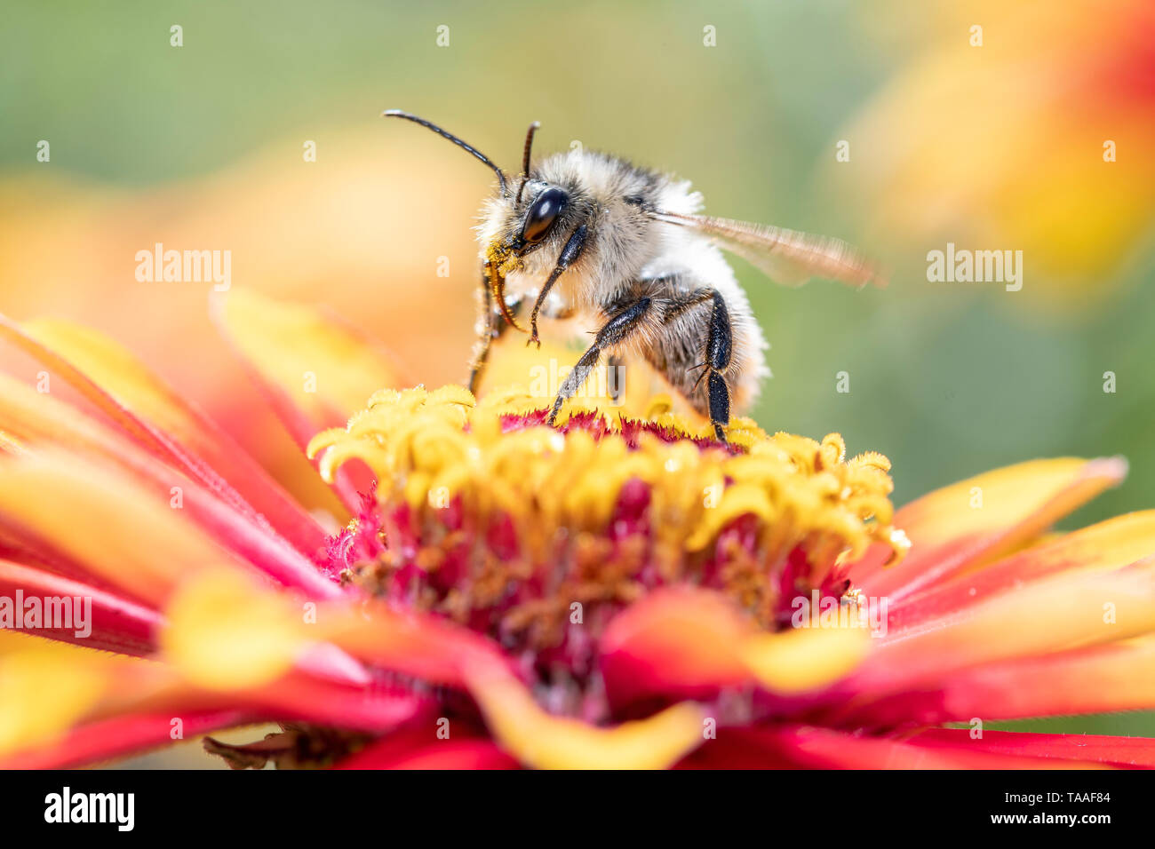Davies' Colletes - wilde Biene - Colletes daviesanus pollinates Blüte Stockfoto
