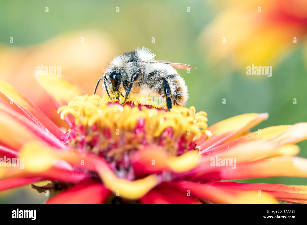 Daviesâ €™ Colletes - wilde Biene - Colletes daviesanus pollinates Blüte Stockfoto