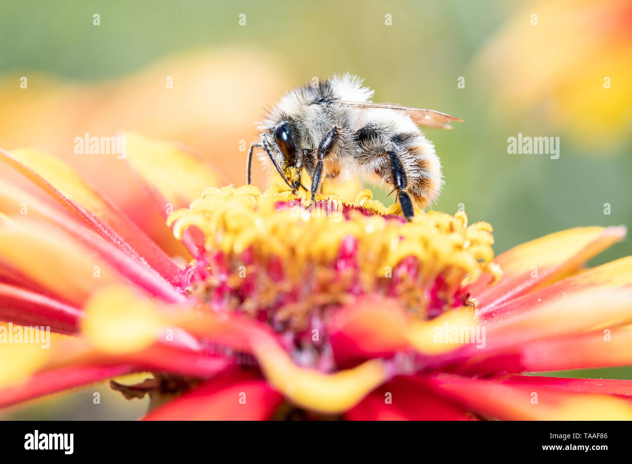 Daviesâ €™ Colletes - wilde Biene - Colletes daviesanus pollinates Blüte Stockfoto