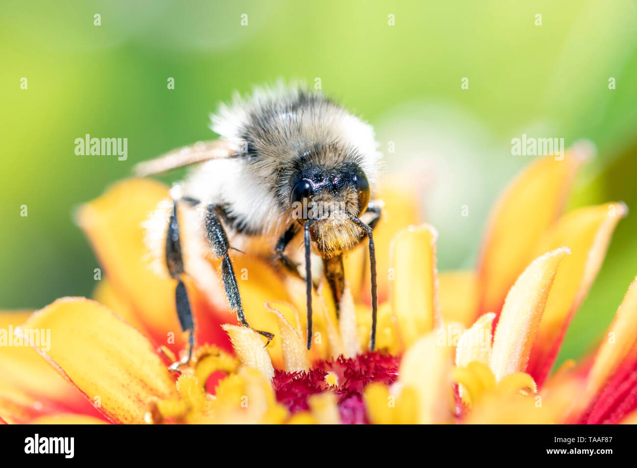 Daviesâ €™ Colletes - wilde Biene - Colletes daviesanus pollinates Blüte Stockfoto