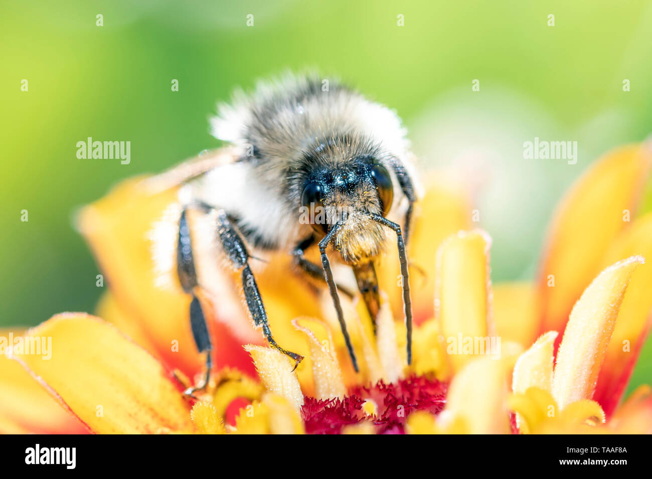Daviesâ €™ Colletes - wilde Biene - Colletes daviesanus pollinates Blüte Stockfoto