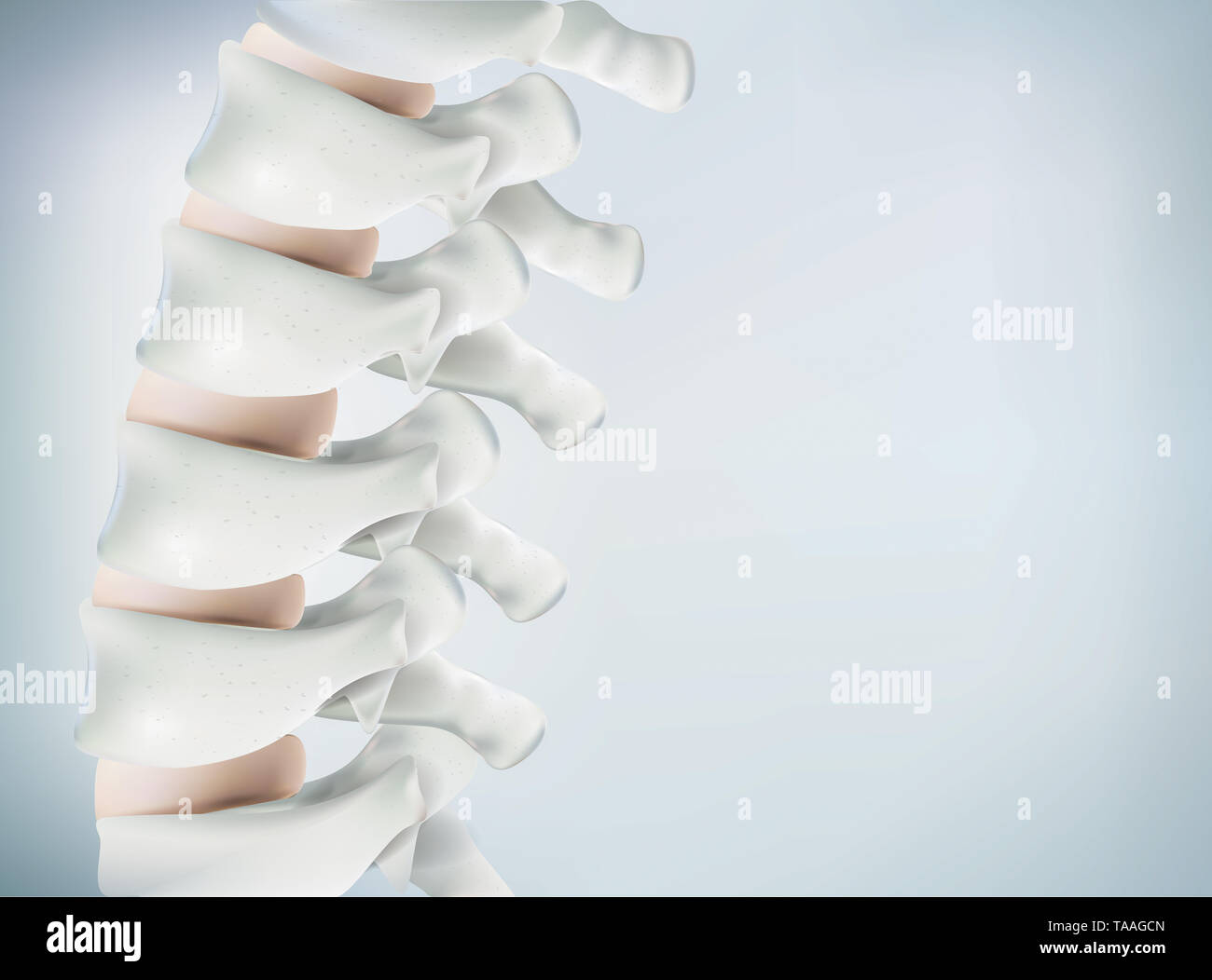Die menschliche Wirbelsäule Bild realistisch ist. Zeigt die medizinische Genauigkeit des menschlichen Skeletts und 3D-Rendering. Stockfoto