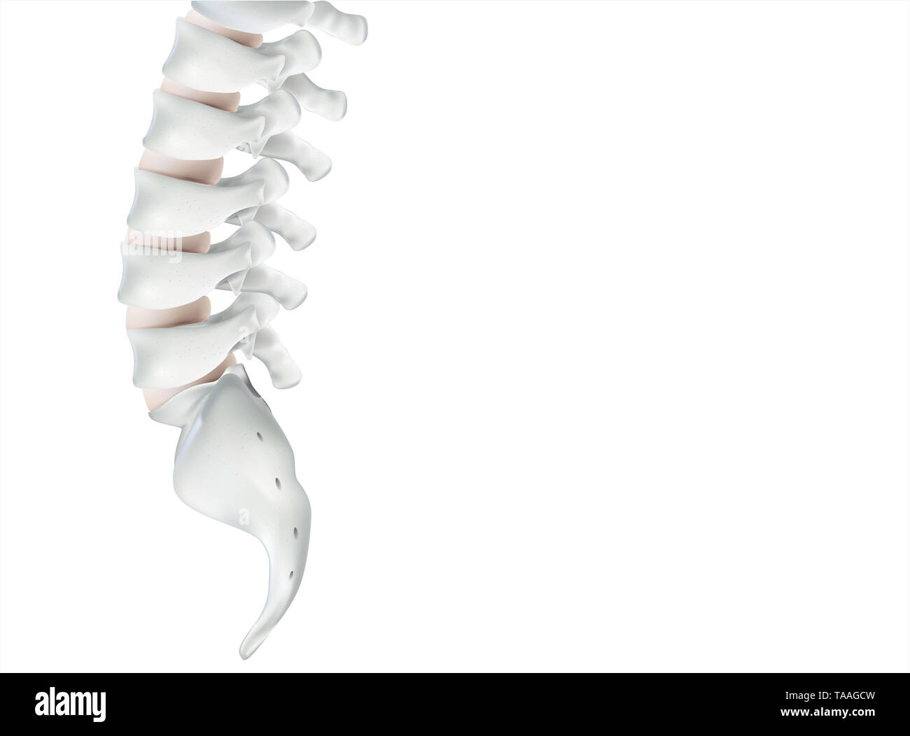 Die menschliche Wirbelsäule Bild realistisch ist. Zeigt die medizinische Genauigkeit des menschlichen Skeletts und 3D-Rendering. Stockfoto