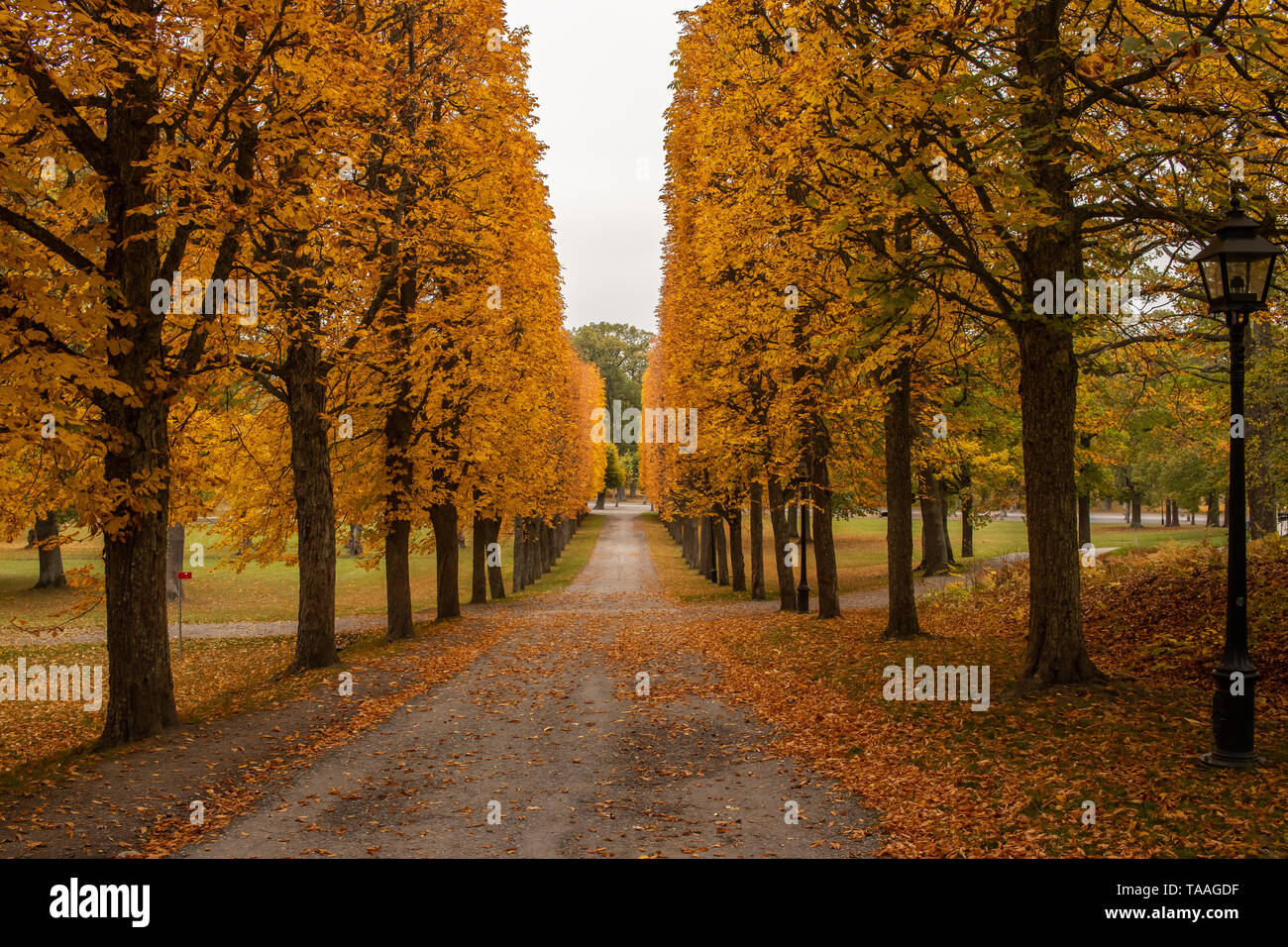 Allee der Bäume im Herbst Stockfoto