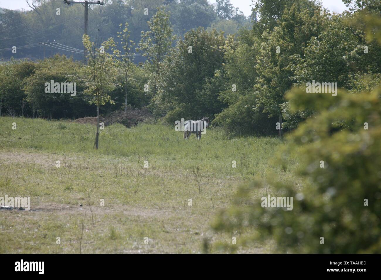 Pferd verlassen in Essex Feld Stockfoto