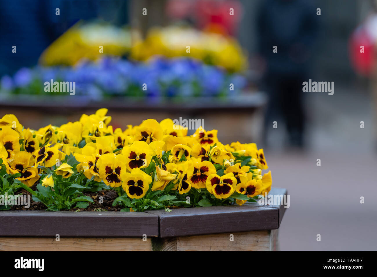 Viola Gelb Und Braun Oder Gelb Veilchen Stiefmutterchen Blume Stockfotografie Alamy