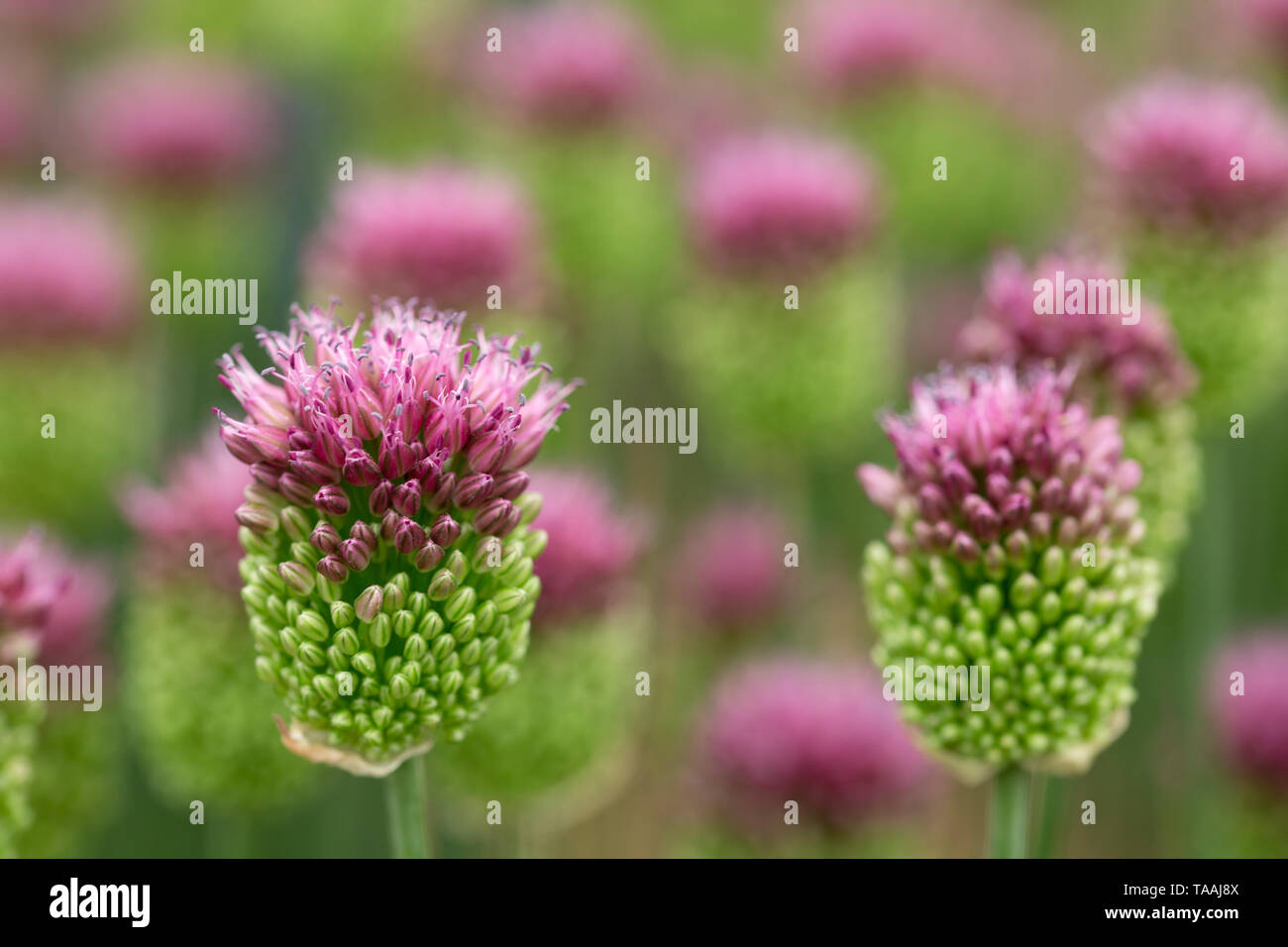 RHS Chelsea Flower Show 2019 Stockfoto