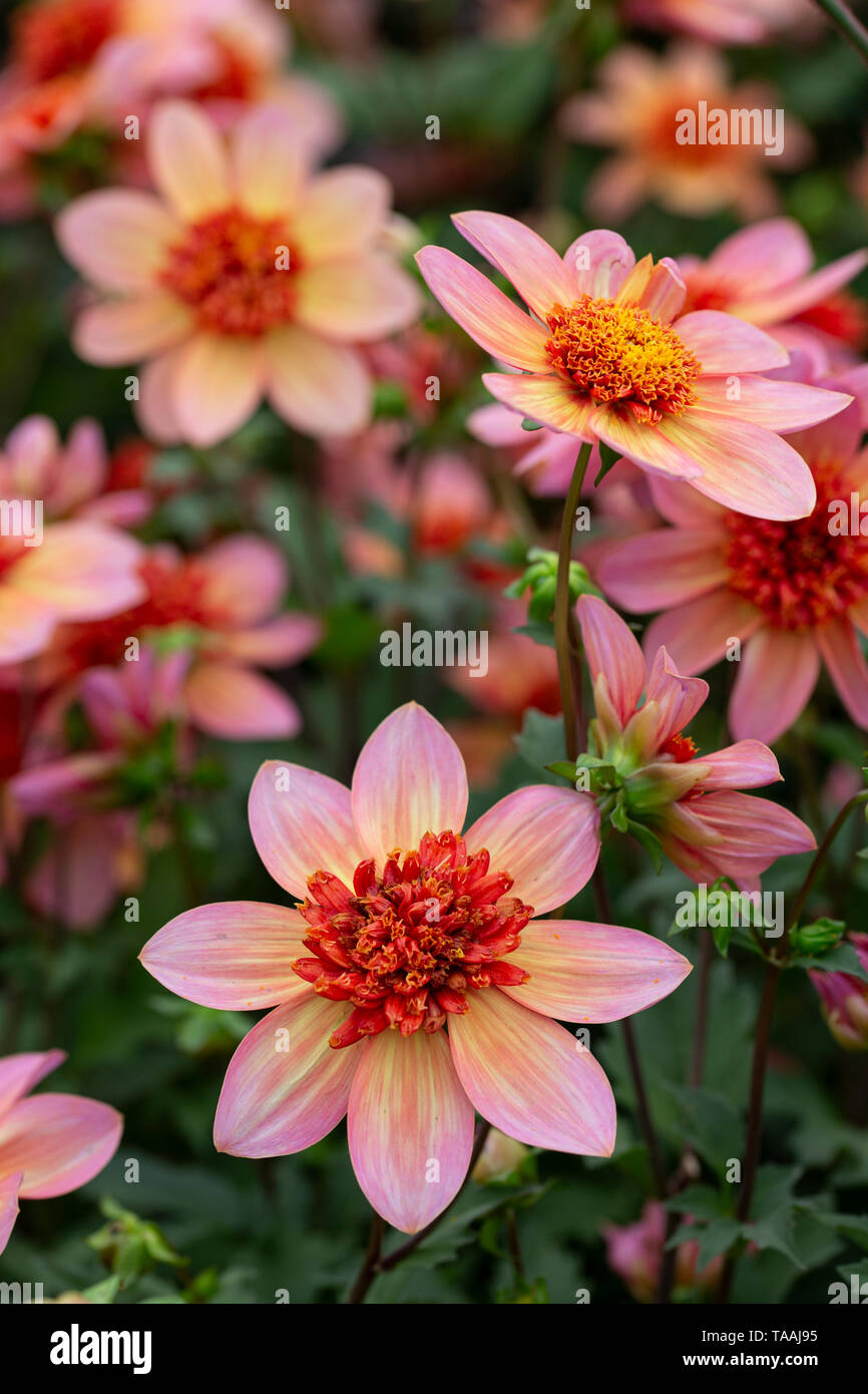 RHS Chelsea Flower Show 2019 Stockfoto