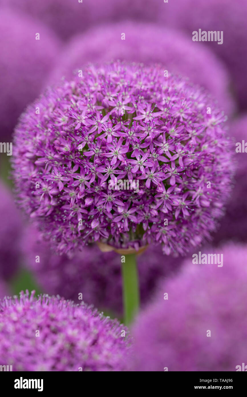 Allium RHS Chelsea Flower Show 2019 Stockfoto