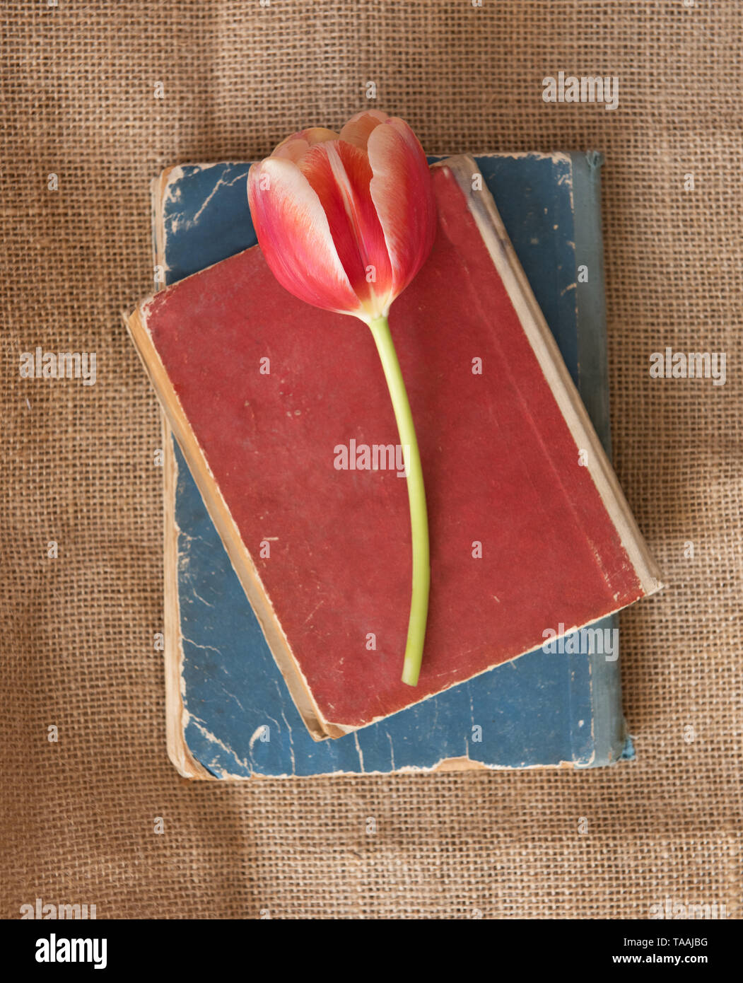 Alten bunten Bücher mit Tulip auf retro Hintergrund Stockfoto