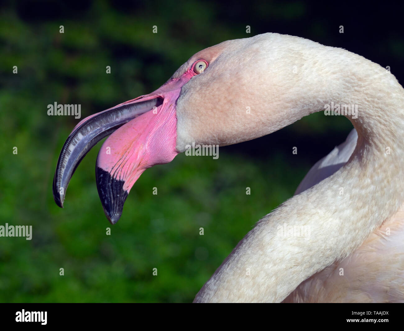 Mehr flamingo Phoenicopterus ruber Streit mit benachbarten Vogel Stockfoto