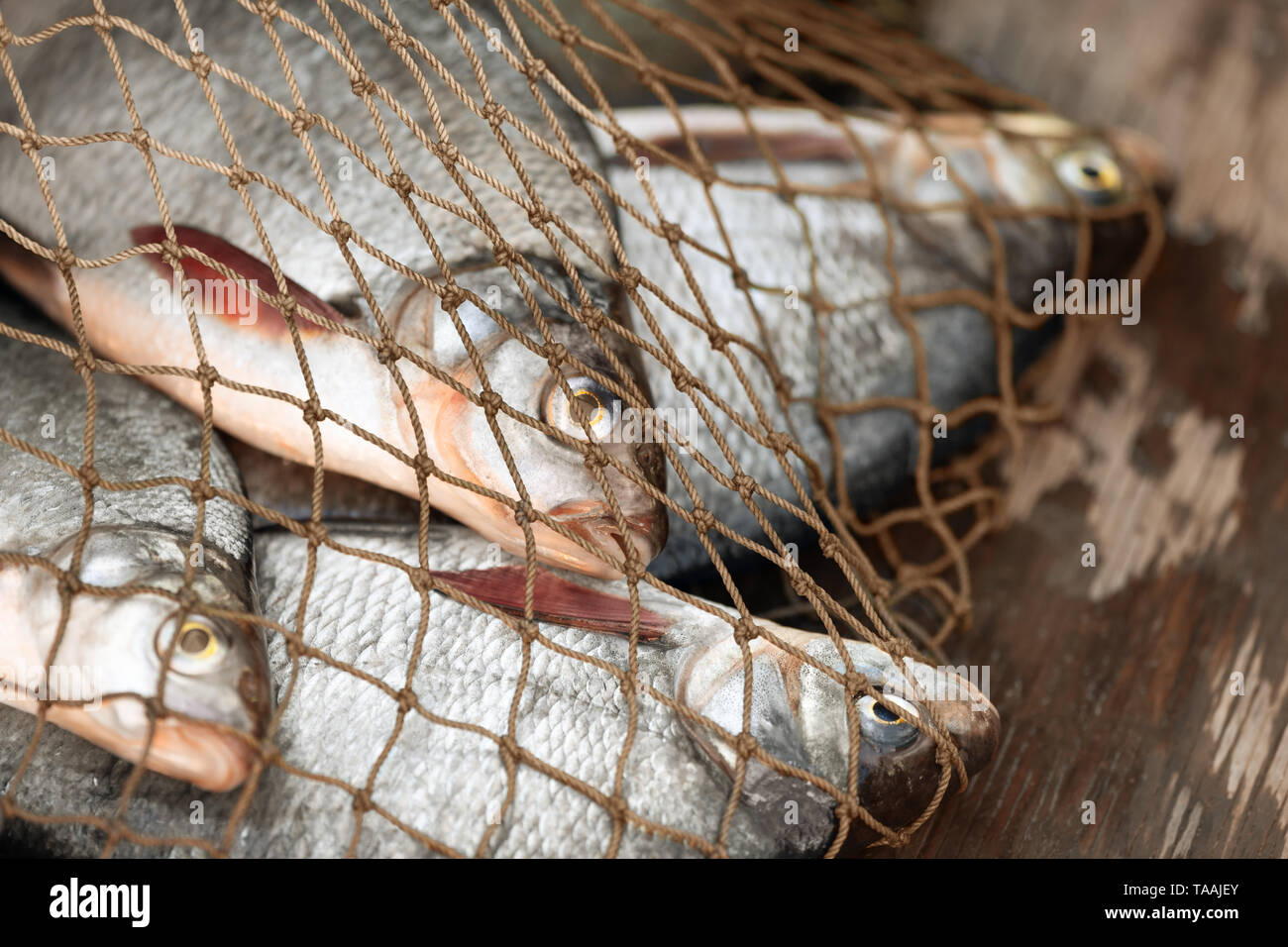 Die gefangenen Fische in einem fischernetz an Bord eines Bootes. Es gibt vier Brassen in einem illegalen Gang. Stockfoto