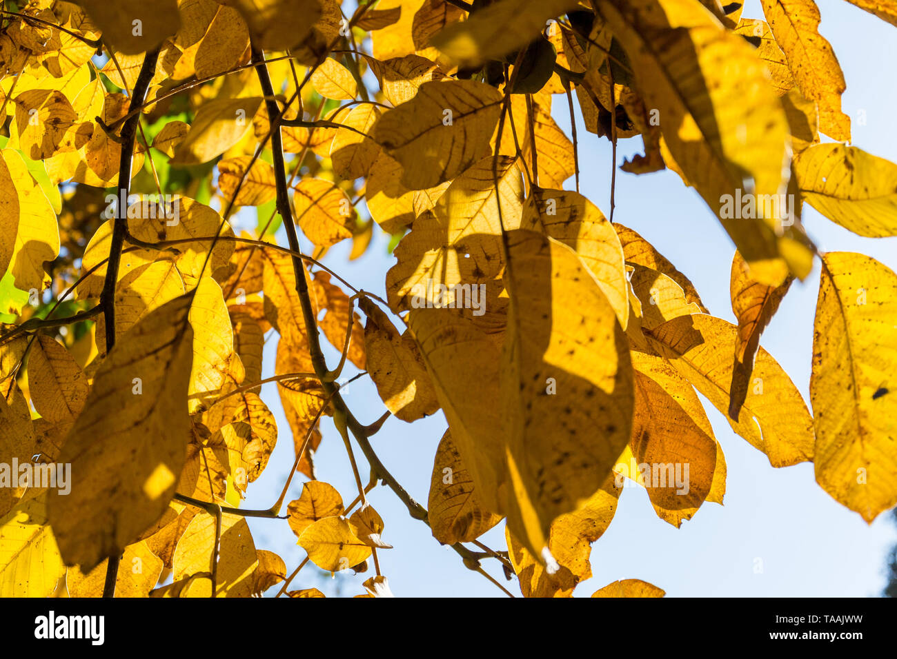 Sehr schönes, helles Gelb und Grün Nussbaum Blätter im Herbst sonniger Tag, blauer Himmel, tolle Saison Ernte Hintergrund Konzept Stockfoto