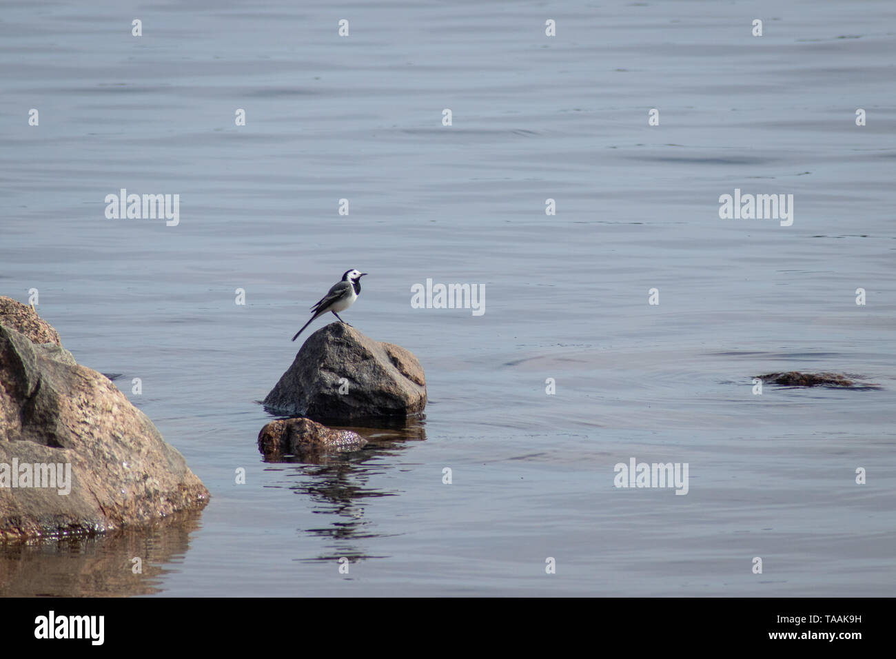 Bachstelze Vogel auf Stein im Wasser Stockfoto