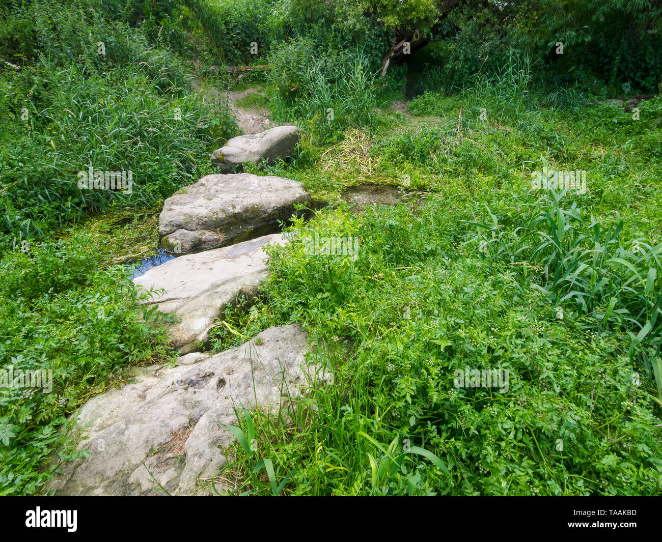 Eine von Anfang an die Quellen des Flusses Kennet an der Quelle am Swallowhead Frühling in der Nähe von Avebury, Wiltshire, Großbritannien Stockfoto