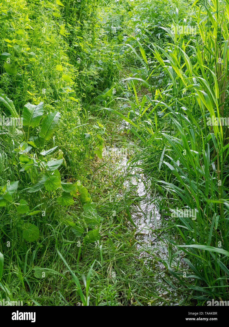 Eine von Anfang an die Quellen des Flusses Kennet an der Quelle am Swallowhead Frühling in der Nähe von Avebury, Wiltshire, Großbritannien Stockfoto