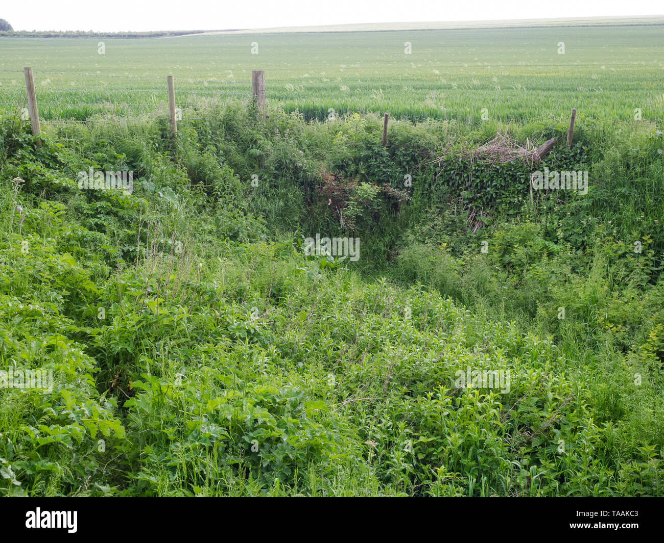 Eine von Anfang an die Quellen des Flusses Kennet an der Quelle am Swallowhead Frühling in der Nähe von Avebury, Wiltshire, Großbritannien Stockfoto