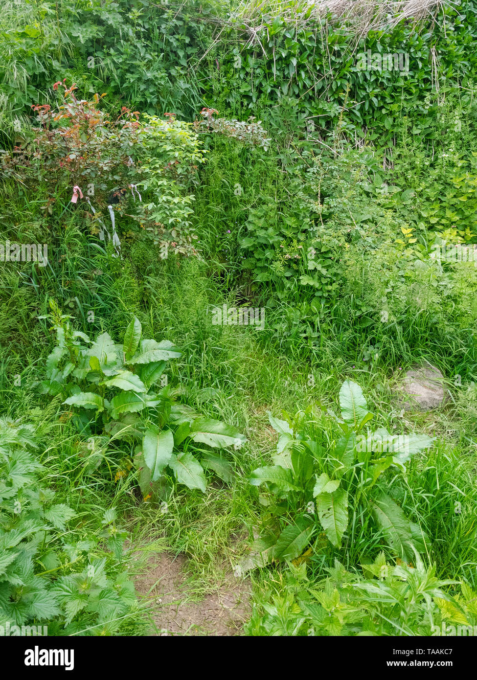 Eine von Anfang an die Quellen des Flusses Kennet an der Quelle am Swallowhead Frühling in der Nähe von Avebury, Wiltshire, Großbritannien Stockfoto
