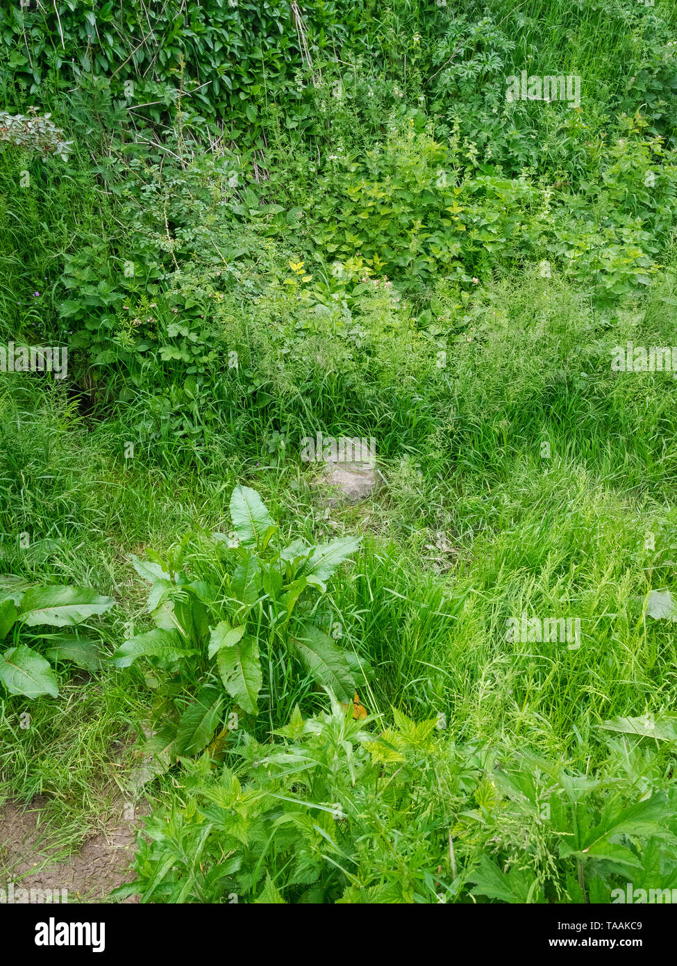 Eine von Anfang an die Quellen des Flusses Kennet an der Quelle am Swallowhead Frühling in der Nähe von Avebury, Wiltshire, Großbritannien Stockfoto