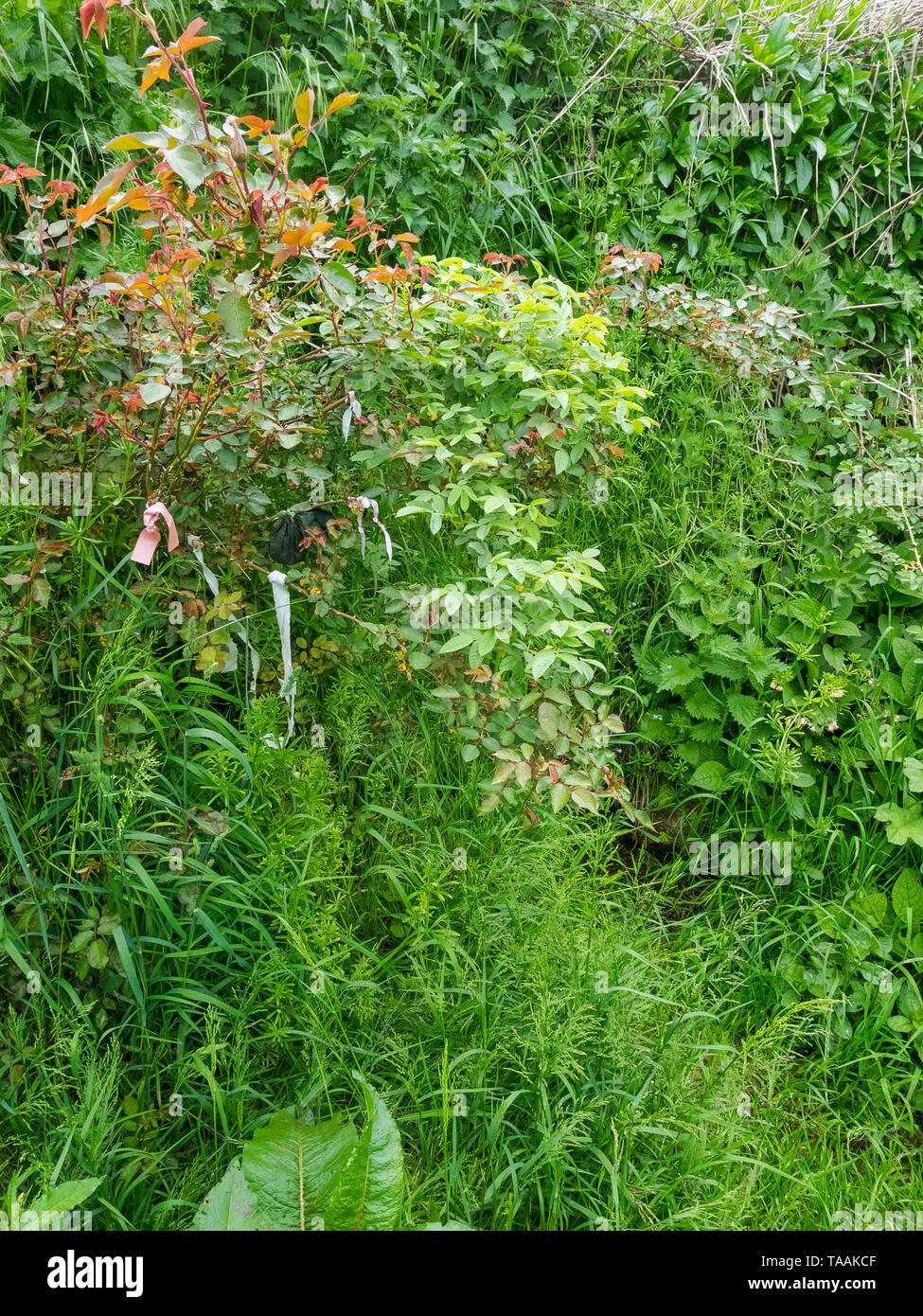 Eine von Anfang an die Quellen des Flusses Kennet an der Quelle am Swallowhead Frühling in der Nähe von Avebury, Wiltshire, Großbritannien Stockfoto