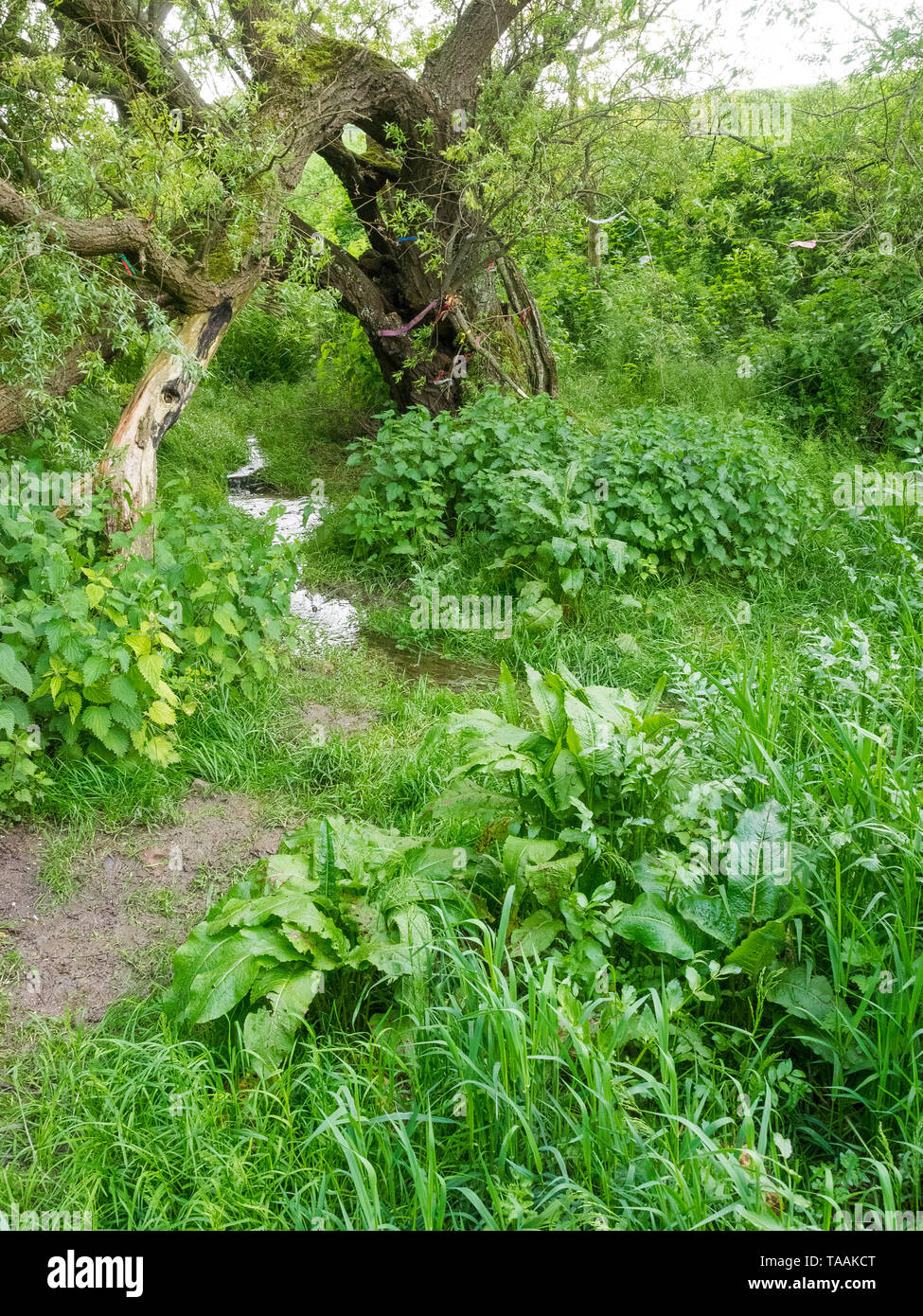 Eine von Anfang an die Quellen des Flusses Kennet an der Quelle am Swallowhead Frühling in der Nähe von Avebury, Wiltshire, Großbritannien Stockfoto