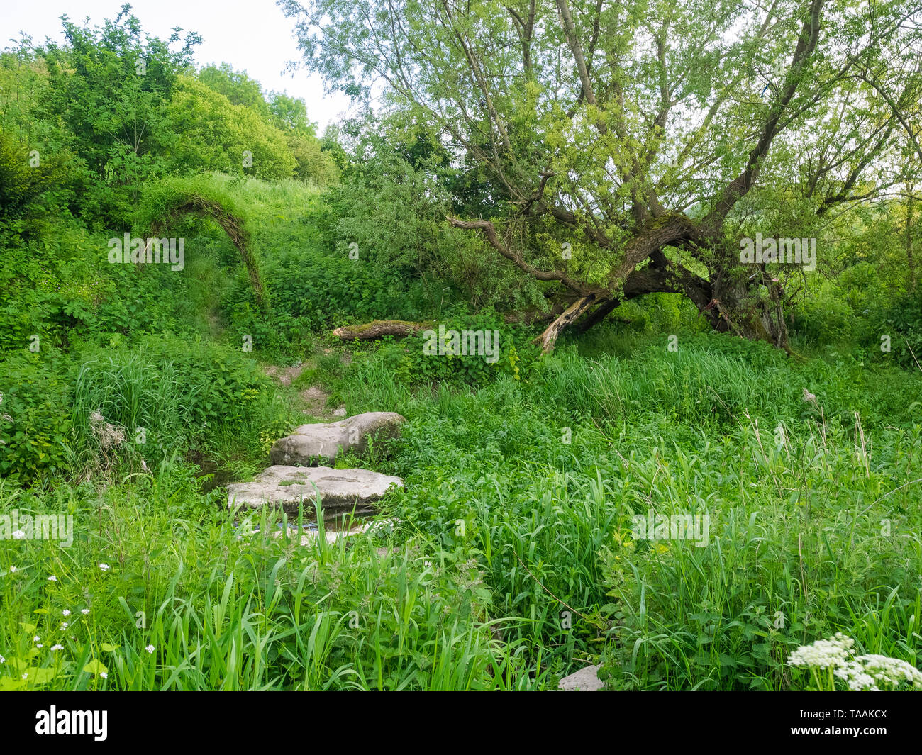 Eine von Anfang an die Quellen des Flusses Kennet an der Quelle am Swallowhead Frühling in der Nähe von Avebury, Wiltshire, Großbritannien Stockfoto