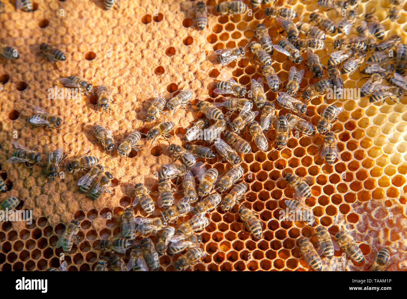 Frames eines Bienenstockes. Besetzt die Bienen im Bienenkorb mit offenen und geschlossenen Zellen für ihre Jungen. Geburt von o Eine junge Bienen. Übersicht Nahaufnahme einige Tiere und Stockfoto