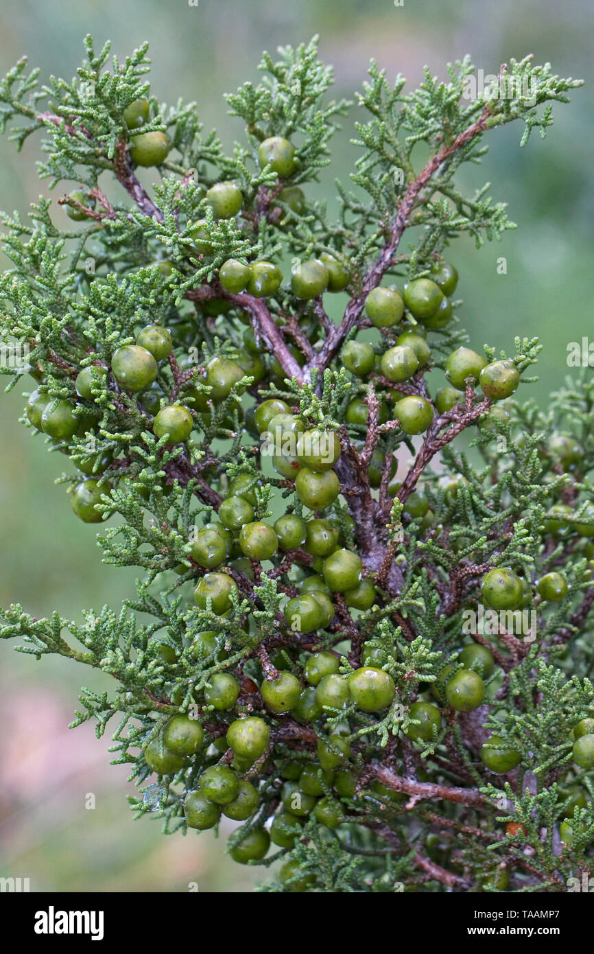 Phönizische Wacholder (Juniperus phoenicea) Stockfoto
