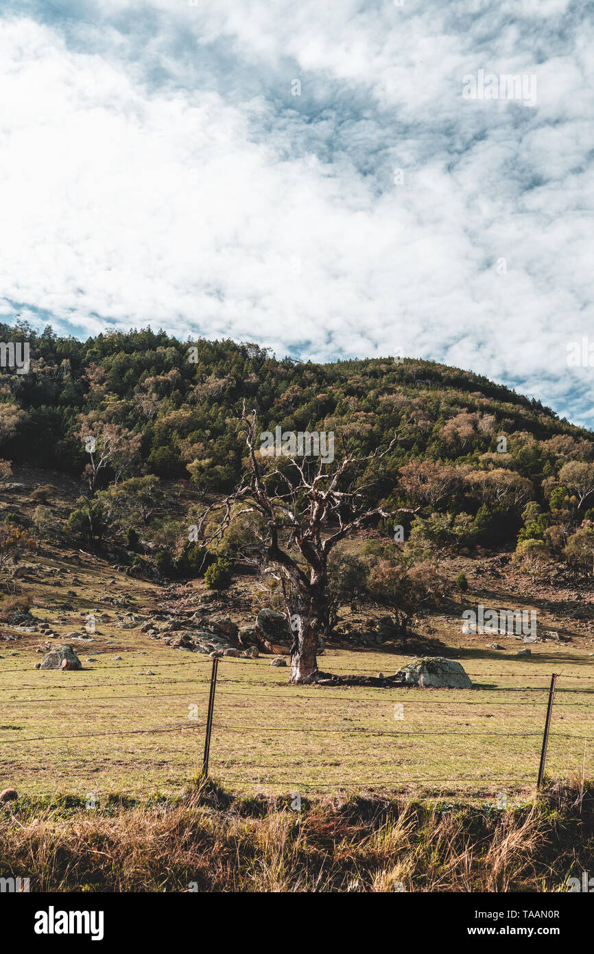 Alte verwitterte Baum auf einem ländlichen Anwesen. Brungle Road in der Nähe von Tumut, New South Wales, Australien Stockfoto