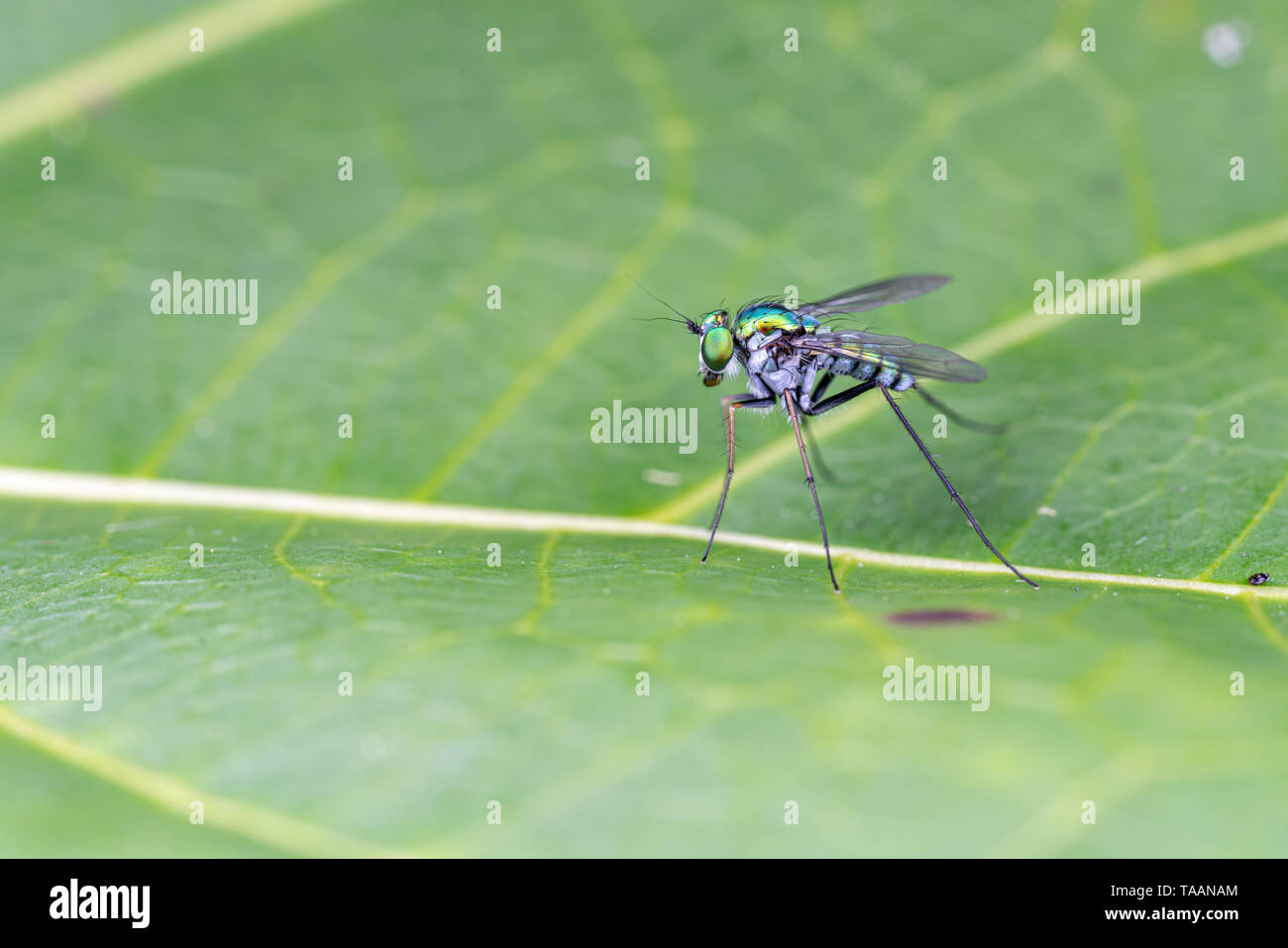 Ein helles Grün langbeinige Fliege aus der Familie Dolichopodidae Stockfoto