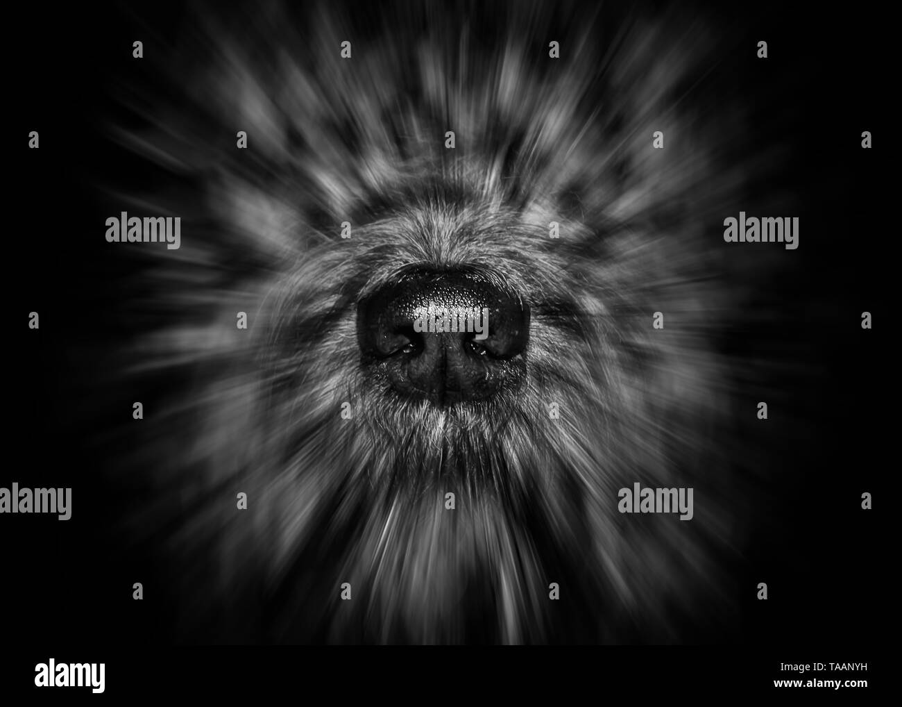 Manchmal bin ich mitten in der Nacht geweckt. Wenn ich öffne meine Augen, das ist das Erste, was ich sehe. Dieses Gesicht ist zu sagen "Ich muss draußen" zu gehen Stockfoto