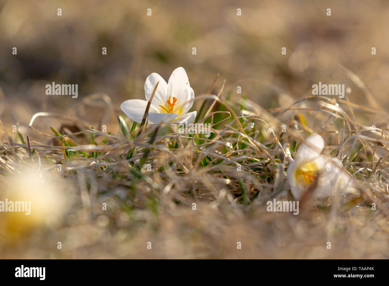 Weiße Krokusse blühen im zeitigen Frühjahr, gegen ein schönes Bokeh Hintergrund von Gras, Nahaufnahme Stockfoto