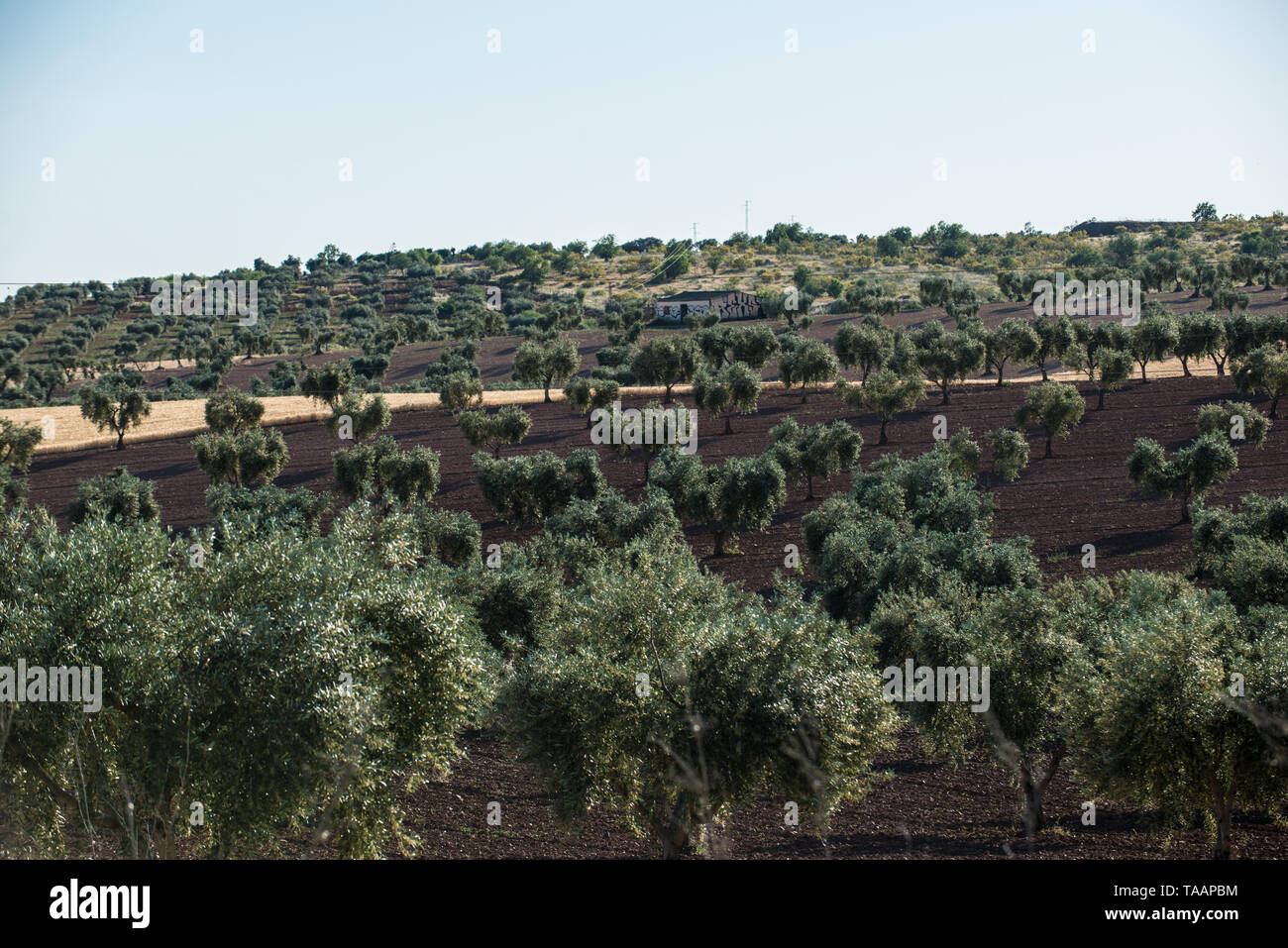 Olivenbäume, Extremadura, Spanien, Mai 2019 Stockfoto