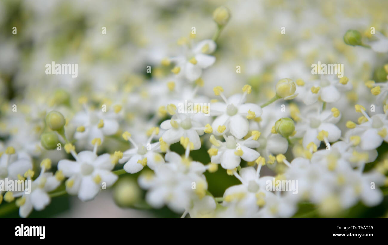 Bluhende Holunder Europaischen Holunder Sambucus Nigra