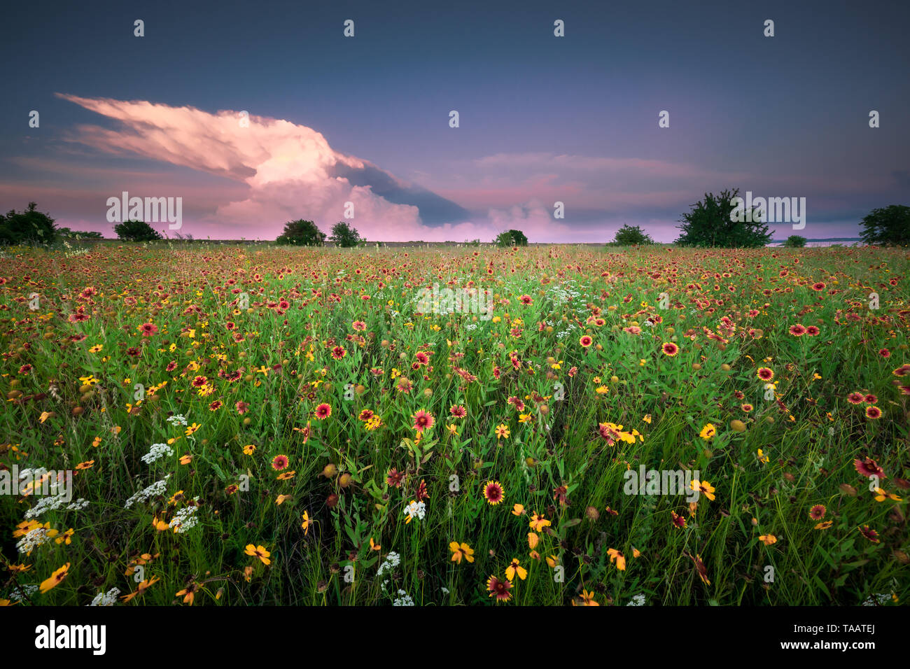 Texas Wildflower Feld unter einem Gorgeus Himmel bei Sonnenuntergang Stockfoto